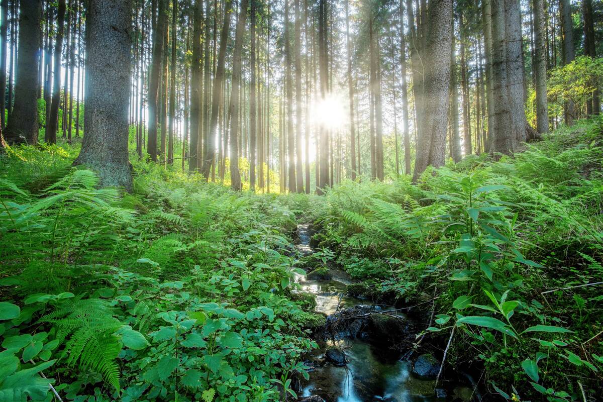 Fotobehang de zonnestralen dringen door het dichte bos