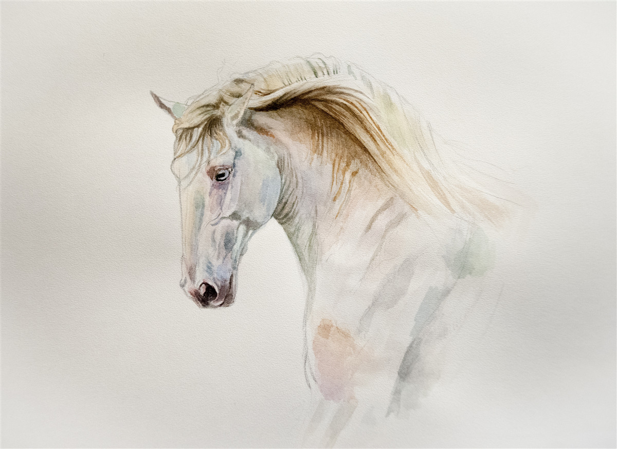 Fotobehang wit paard in beweging