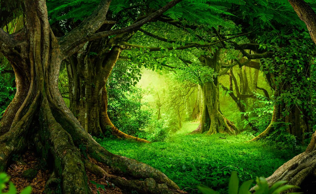 Fotobehang oude bomen in een groen struikgewas