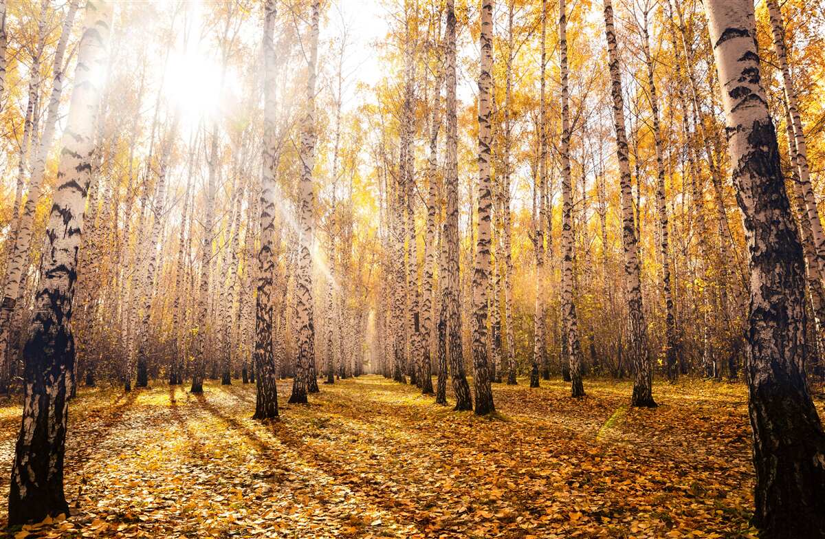 Fotobehang flitste in de dageraad van een herfstbosje