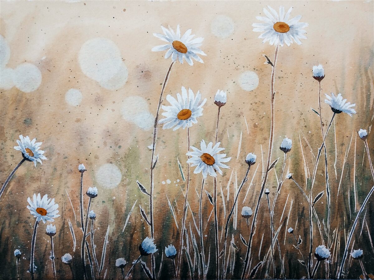 Fotobehang als model madeliefjes in een stortbui van zomerregen