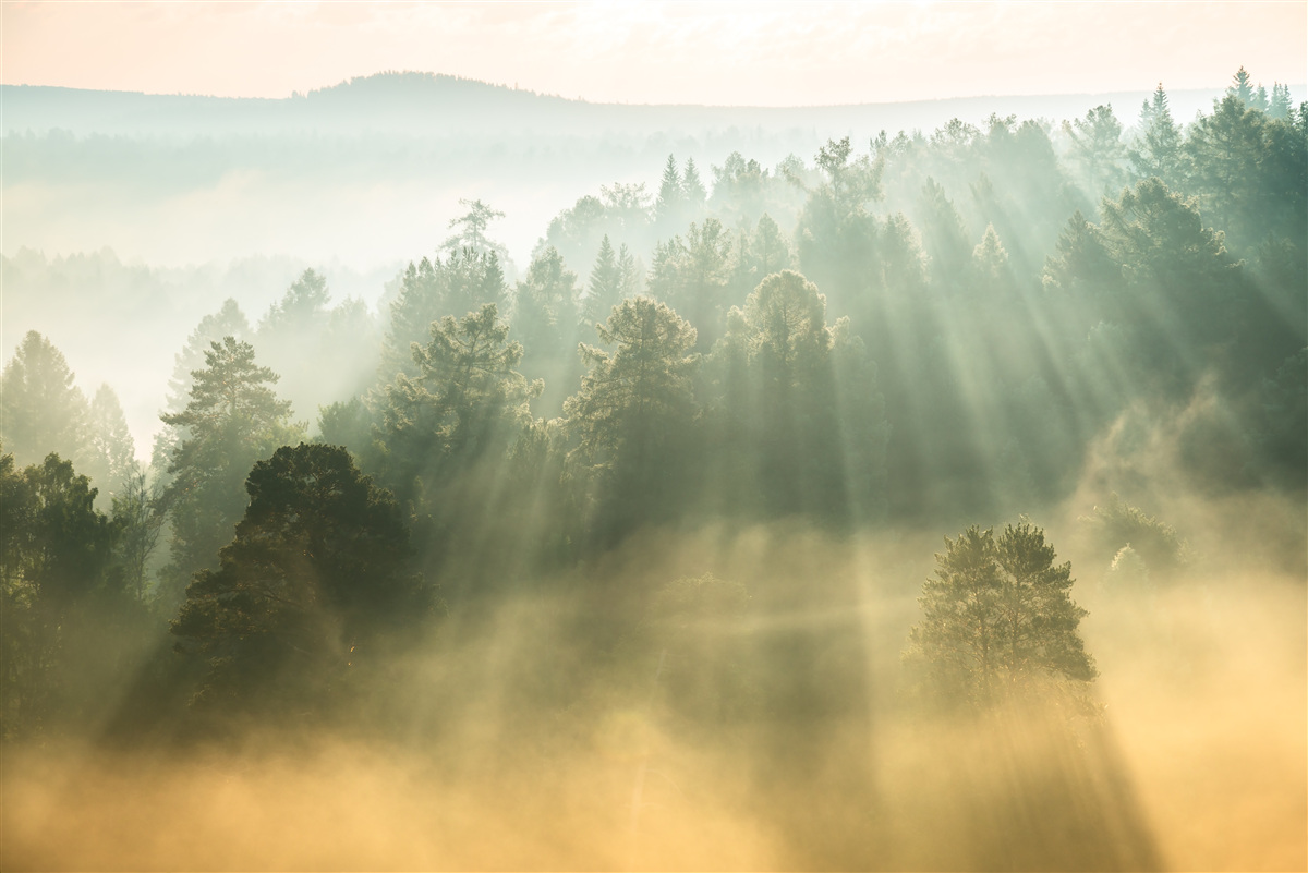 Fotobehang in het bos verdwijnt de dichte mist onder invloed van de zon
