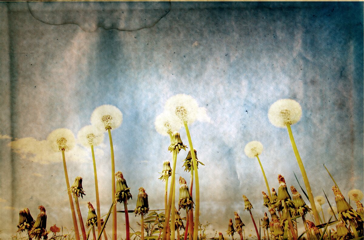 Fotobehang zonsondergang wordt begroet door sierlijke paardenbloemen