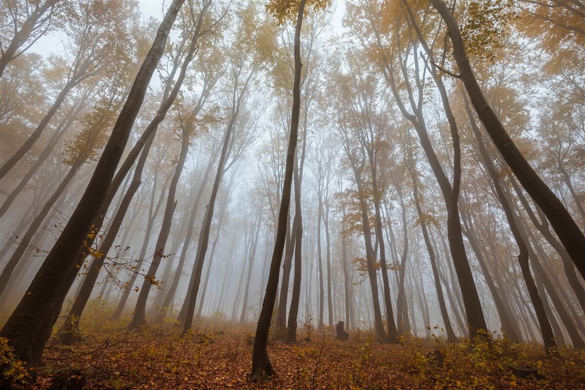 Fotobehang slanke, hoge bomen in de herfst