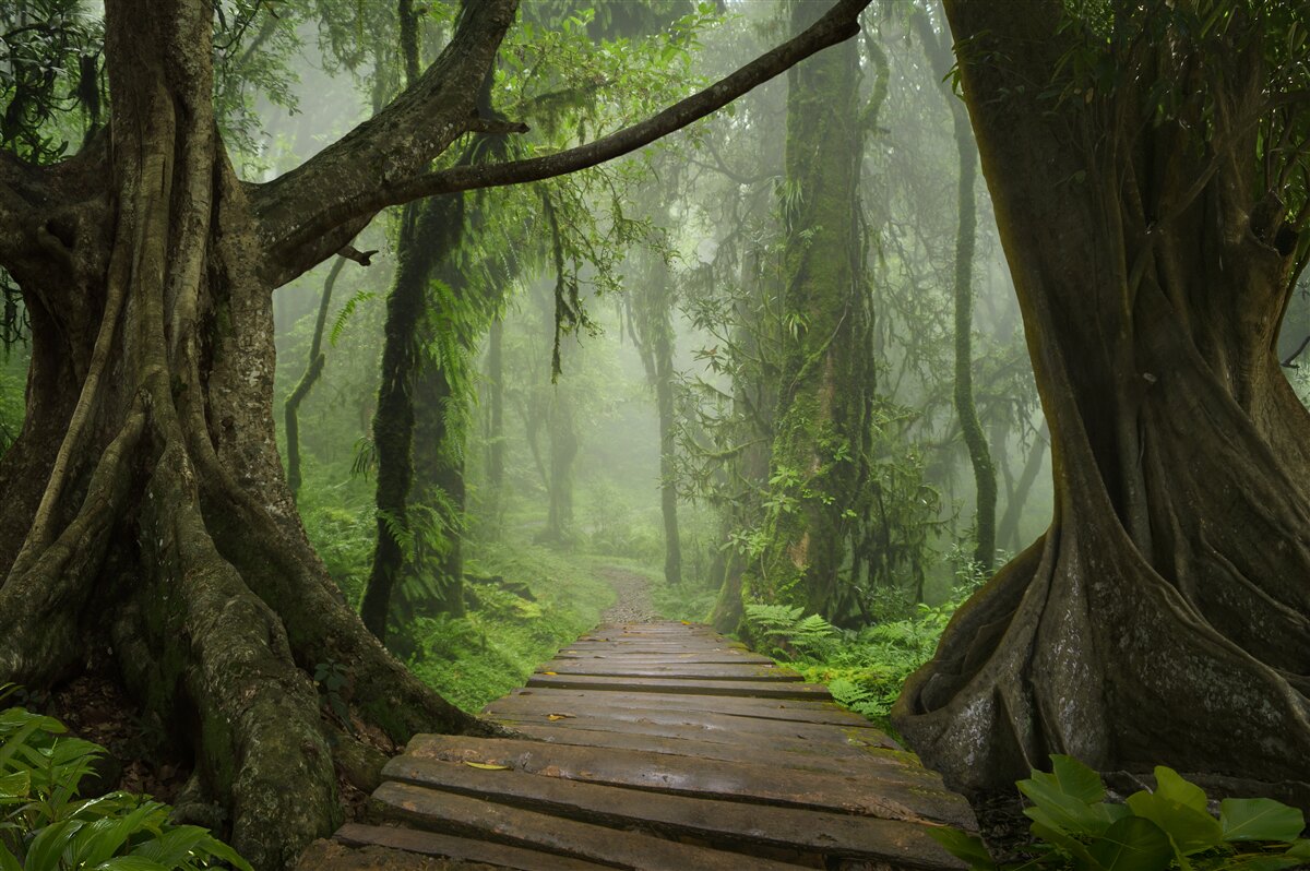 Fotobehang mystiek pad omgeven door weelderig bos