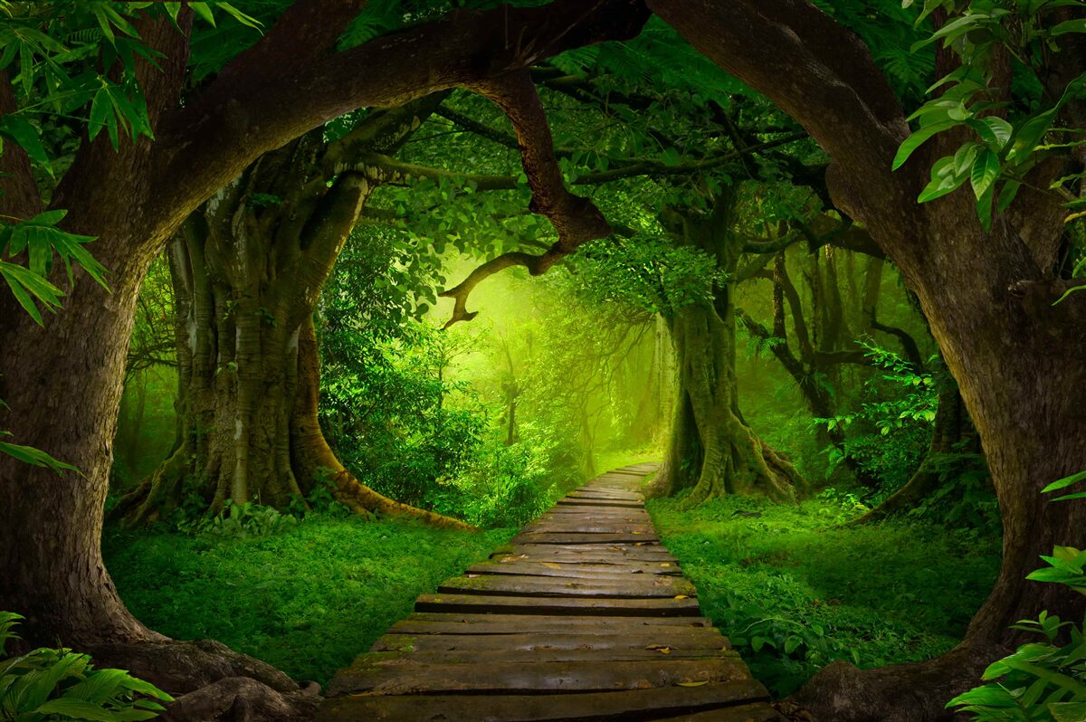 Fotobehang duidelijk pad tussen eeuwenoude bosbomen