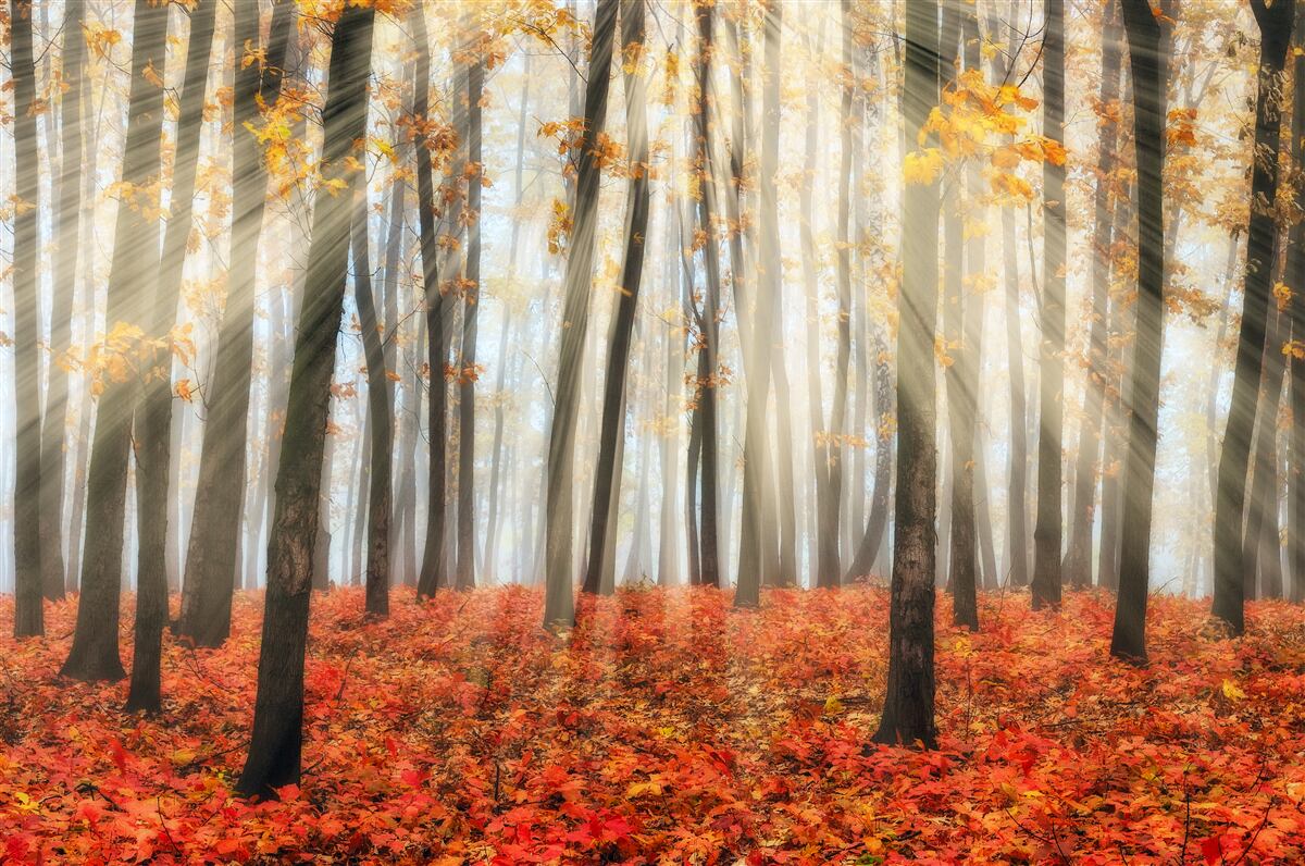 Fotobehang zonneschijn en sierlijke herfstbomen die hun bladeren hebben verloren