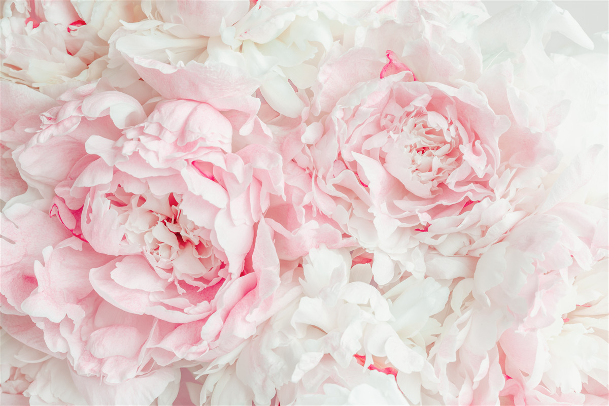 Fotobehang witte bloemen met grote bladeren