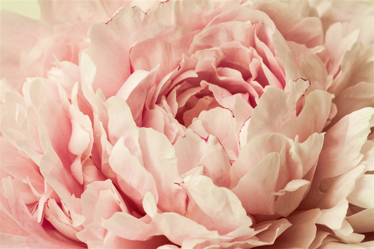 Fotobehang fijne aster bloemkorrels