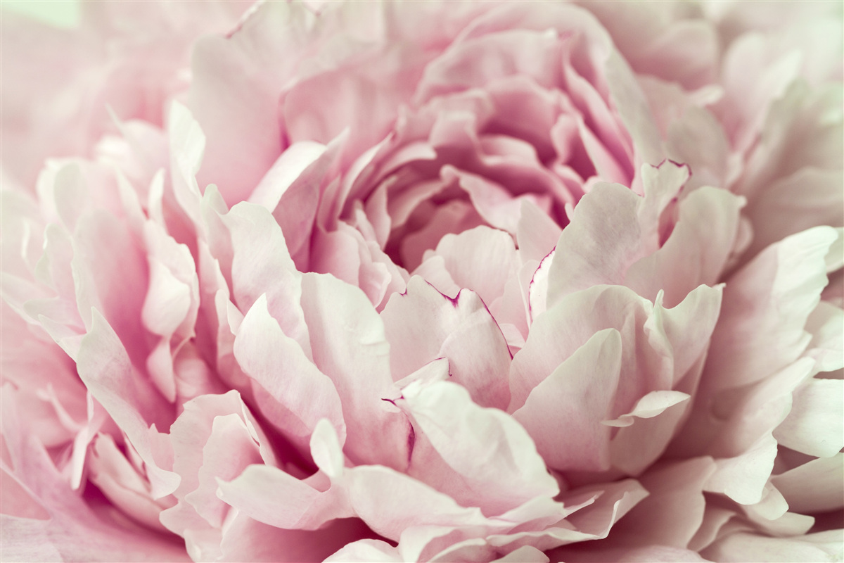 Fotobehang zachte bladeren van de roze bloem