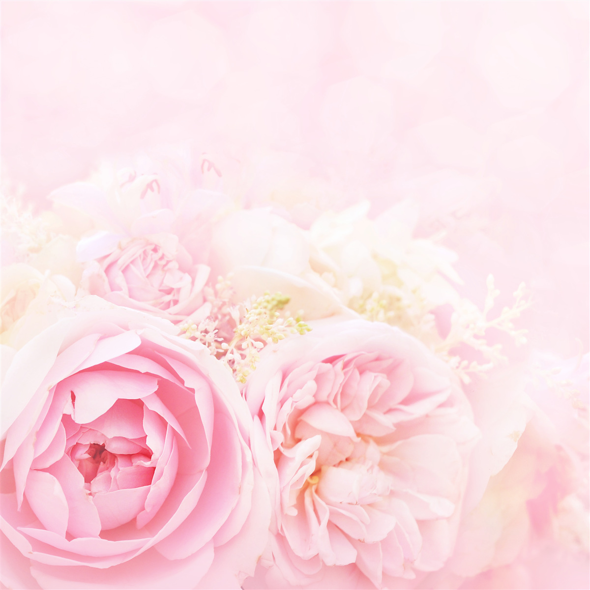 Fotobehang pioen roze roos set