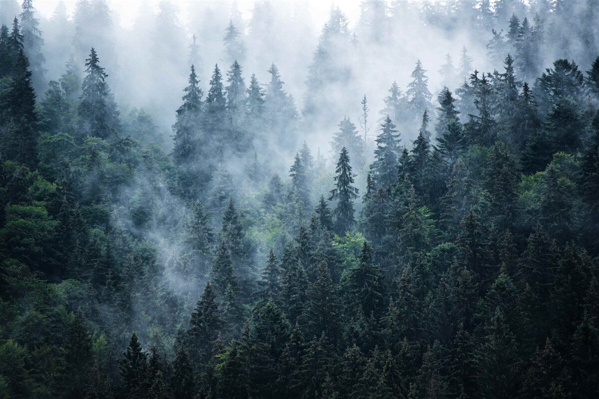 Fotobehang mist daalt neer op een bosje sparrenbomen