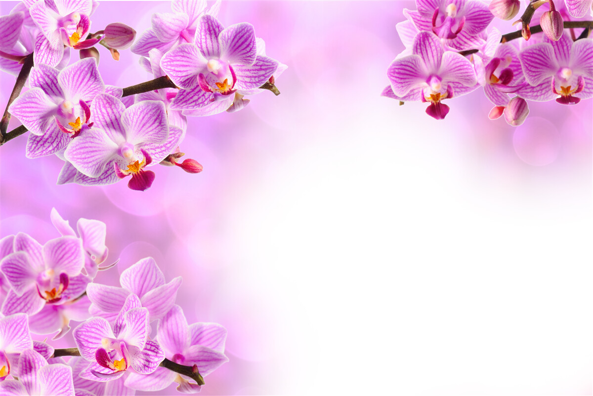 Fotobehang takken van lila orchideeën bedekt met bloemen