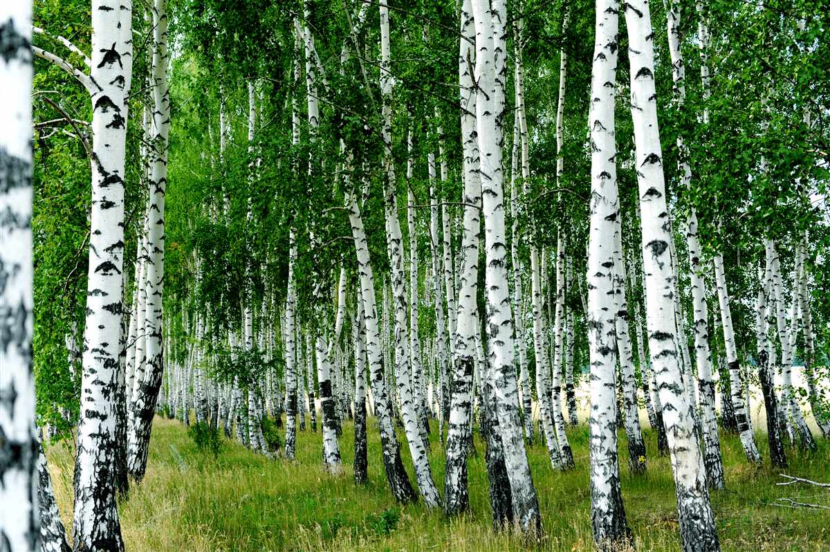 Fotobehang groene berken met sierlijke stammen in een open veld