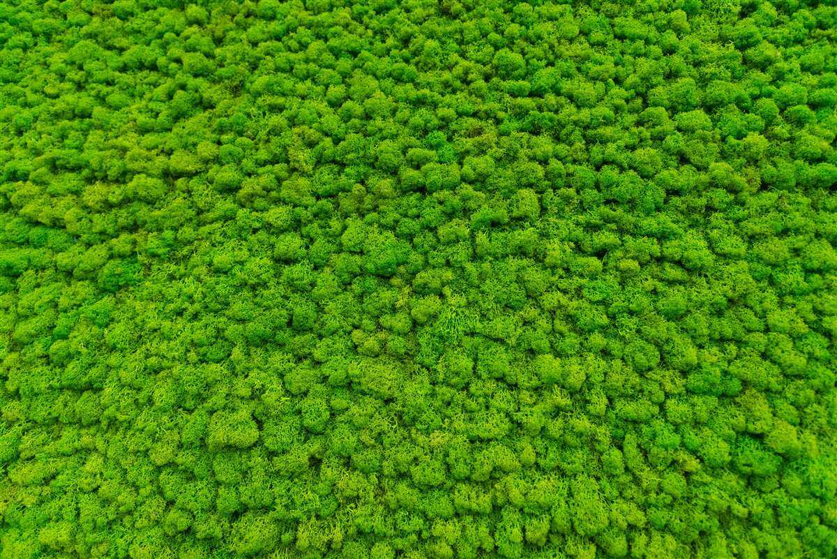 Fotobehang uitzicht op een groen blad vanaf een hoog punt