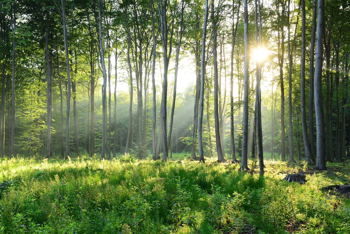 Fotobehang een plek in de natuur met uitzicht op de ochtendzon in het bos