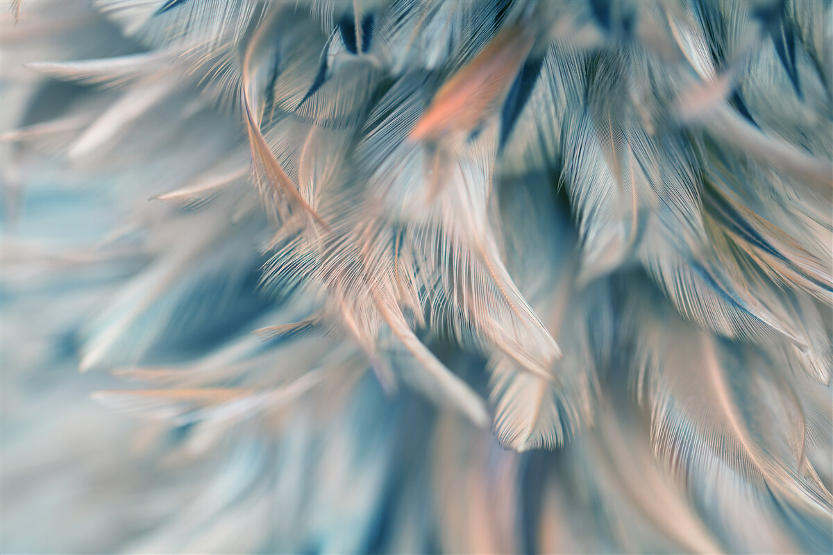 Fotobehang zachte achtergrond van verschillende veren