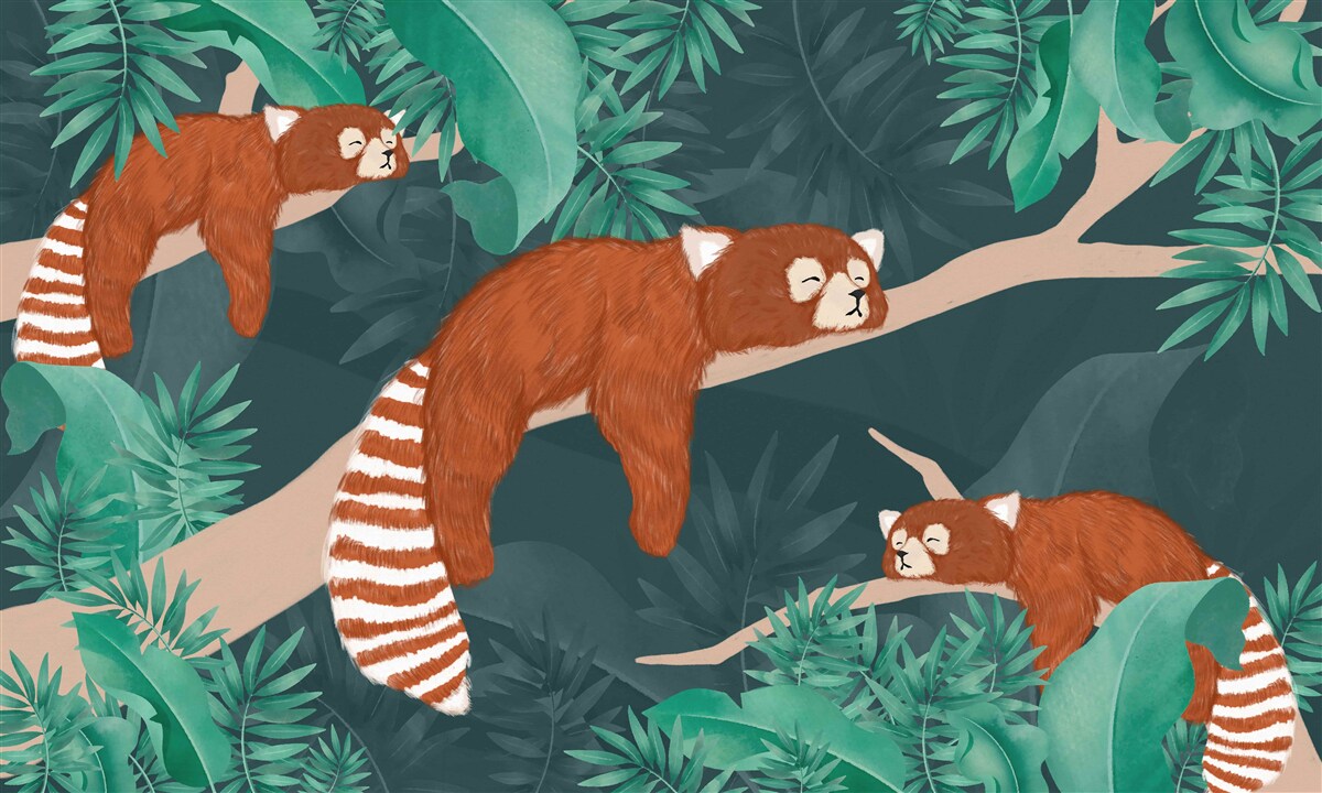 Fotobehang oranje panda's rustend op takken