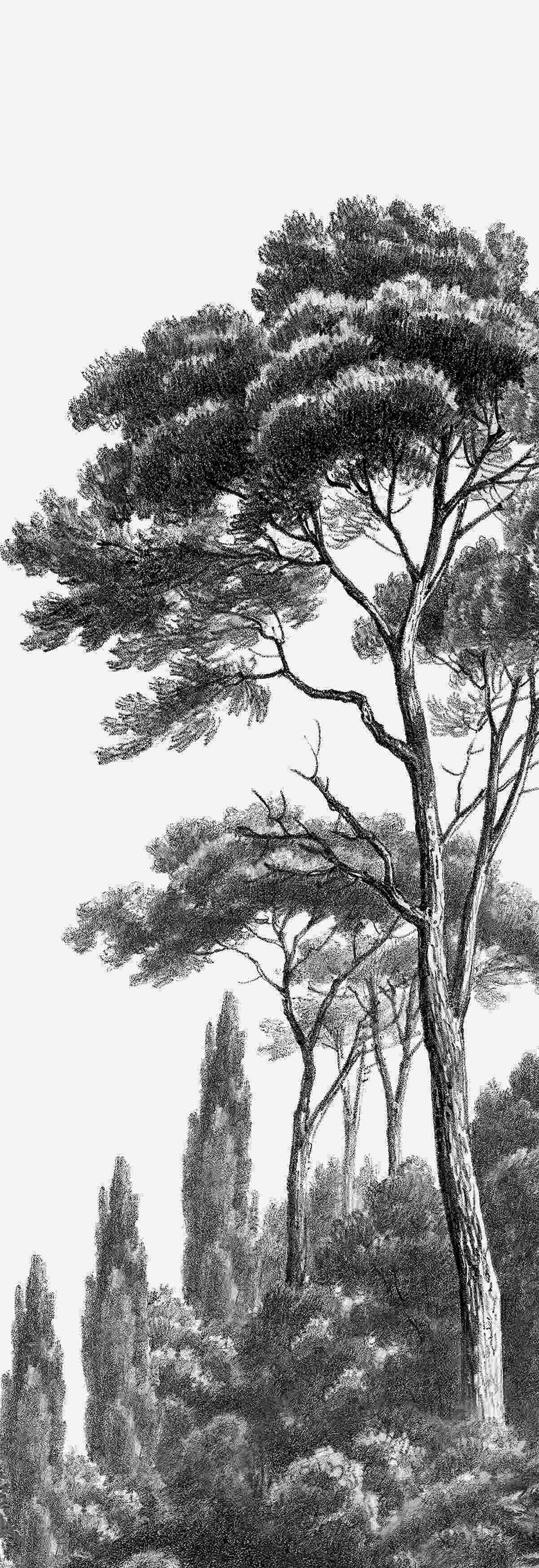 Fotobehang dicht begroeide grote boom