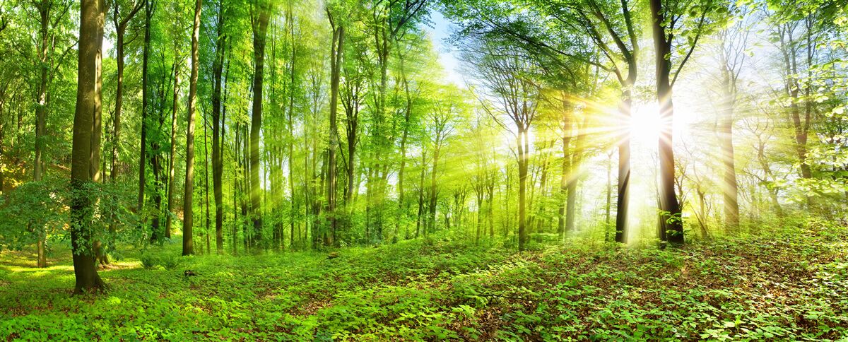 Fotobehang Dageraad in een bos waar groene bladeren heersen