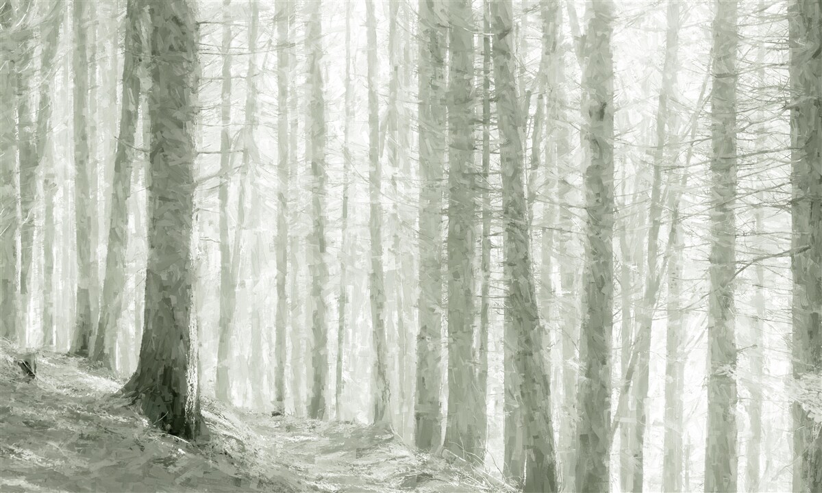 Fotobehang een dennenbos, hoog en vol scherpe naalden