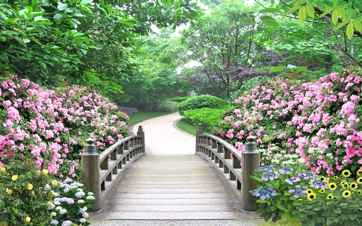 Fotobehang een pittoresk houten bruggetje over een bloeiende boomgaard