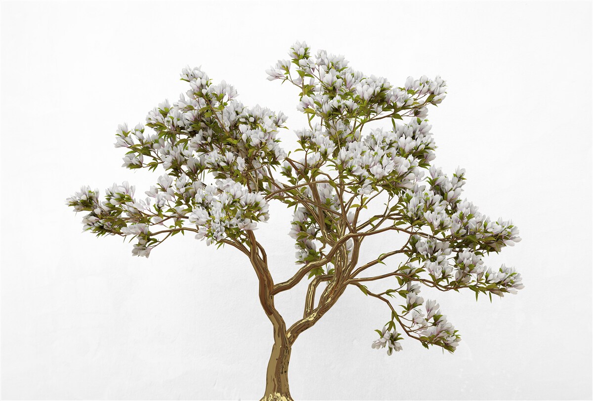 Fotobehang een solitaire bonsai heeft een sierlijke schoonheid