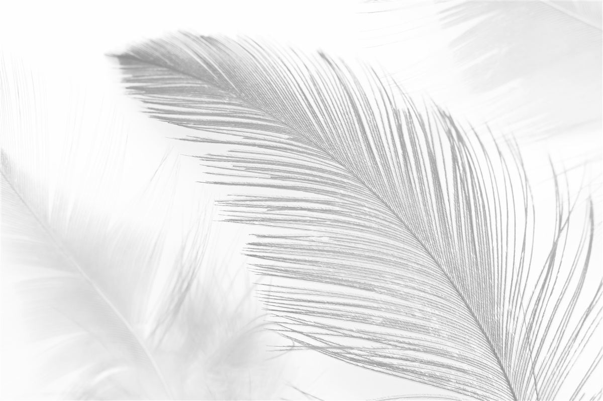 Fotobehang twee grote heldere veren