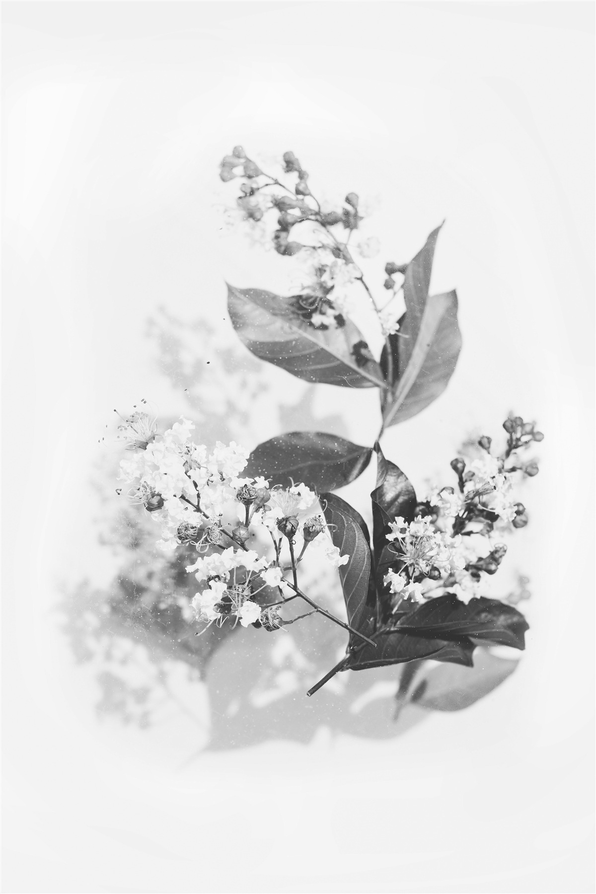 Fotobehang een tak met bloemknoppen van smaragdgroene schoonheid