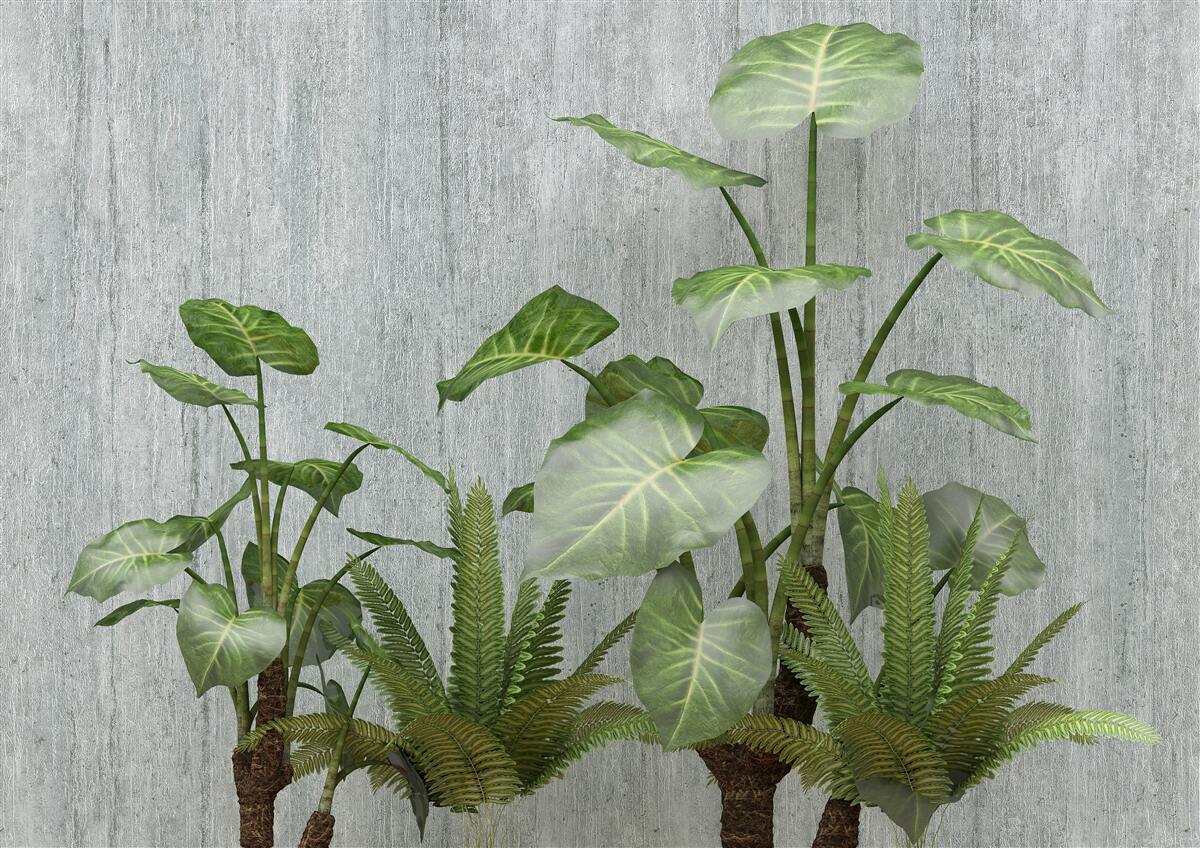 Fotobehang grote monstera struik op een zilveren achtergrond