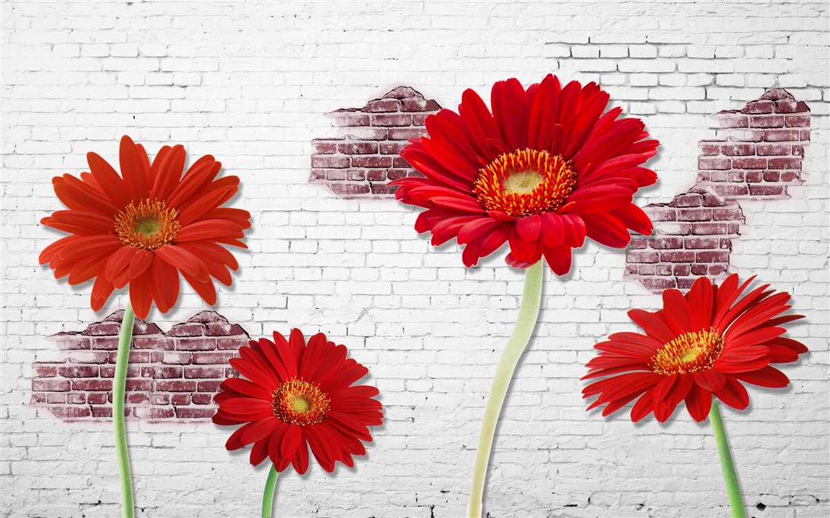 Fotobehang elegante rode gerbera's