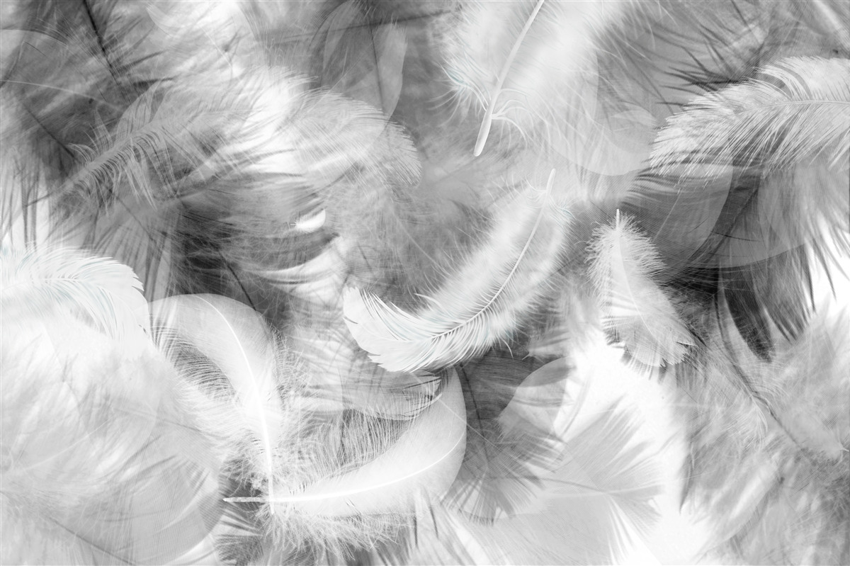 Fotobehang zwarte en witte veren zweven in de lucht