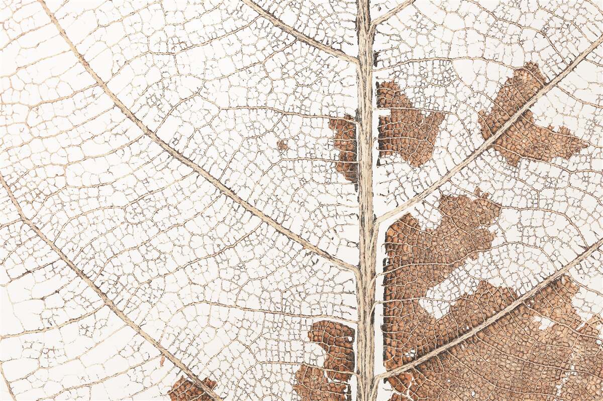 Fotobehang herfstblad met een unieke textuur