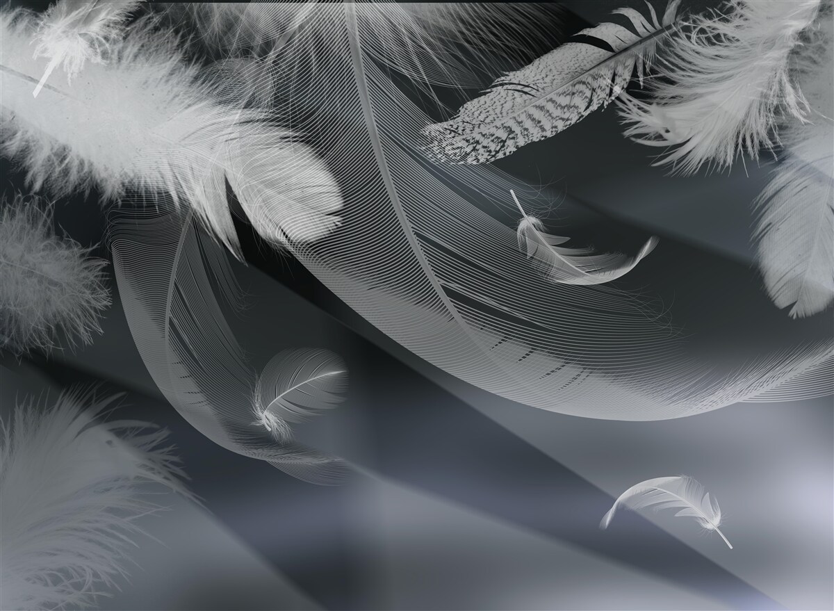 Fotobehang donkere achtergrond versierd met veren