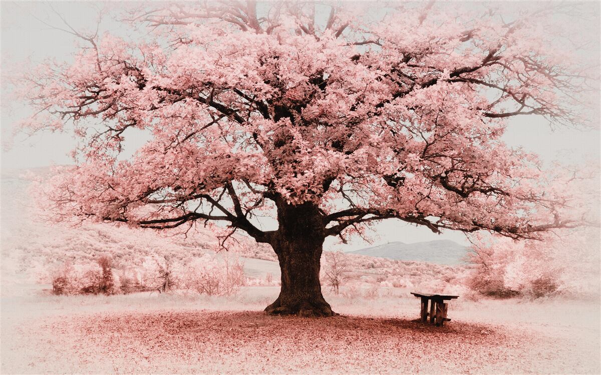 Fotobehang het landschap is in roze tinten