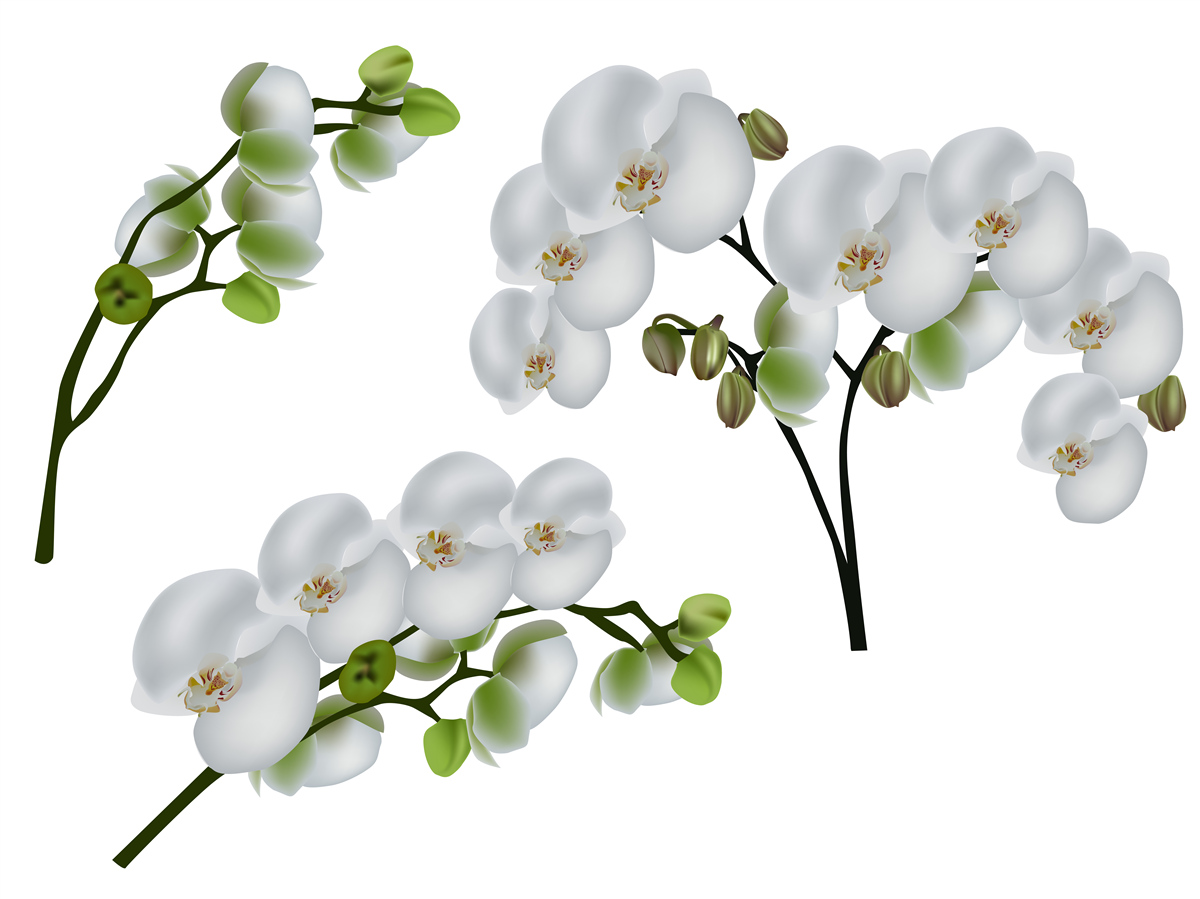 Fotobehang witte orchidee met groene bladeren