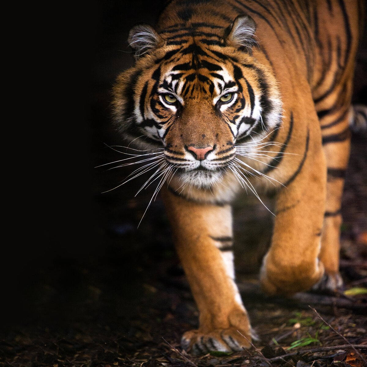 Fotobehang tijger beweegt onopgemerkt