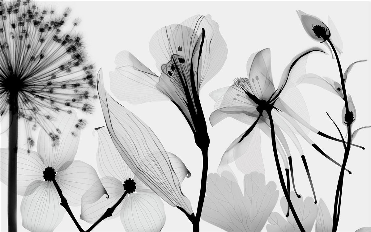 Fotobehang witte kuit op lichte achtergrond