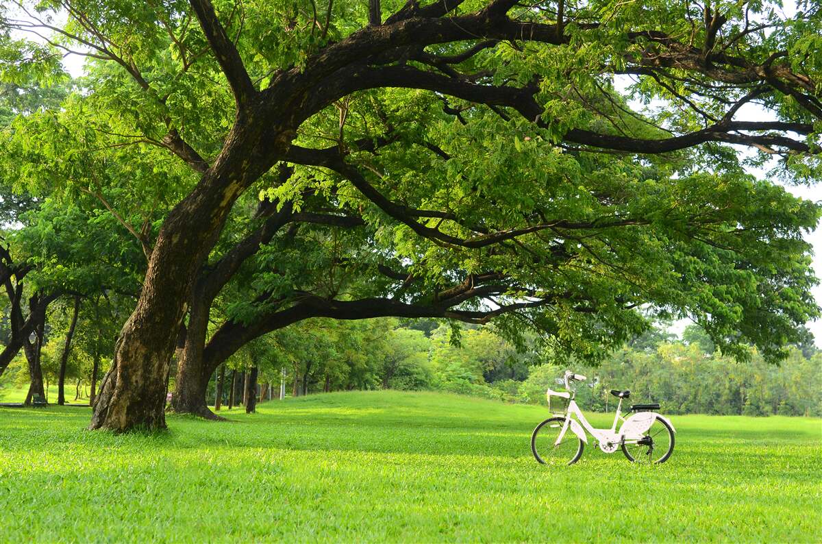 Fotobehang weide met groen gras en eeuwenoude bomen