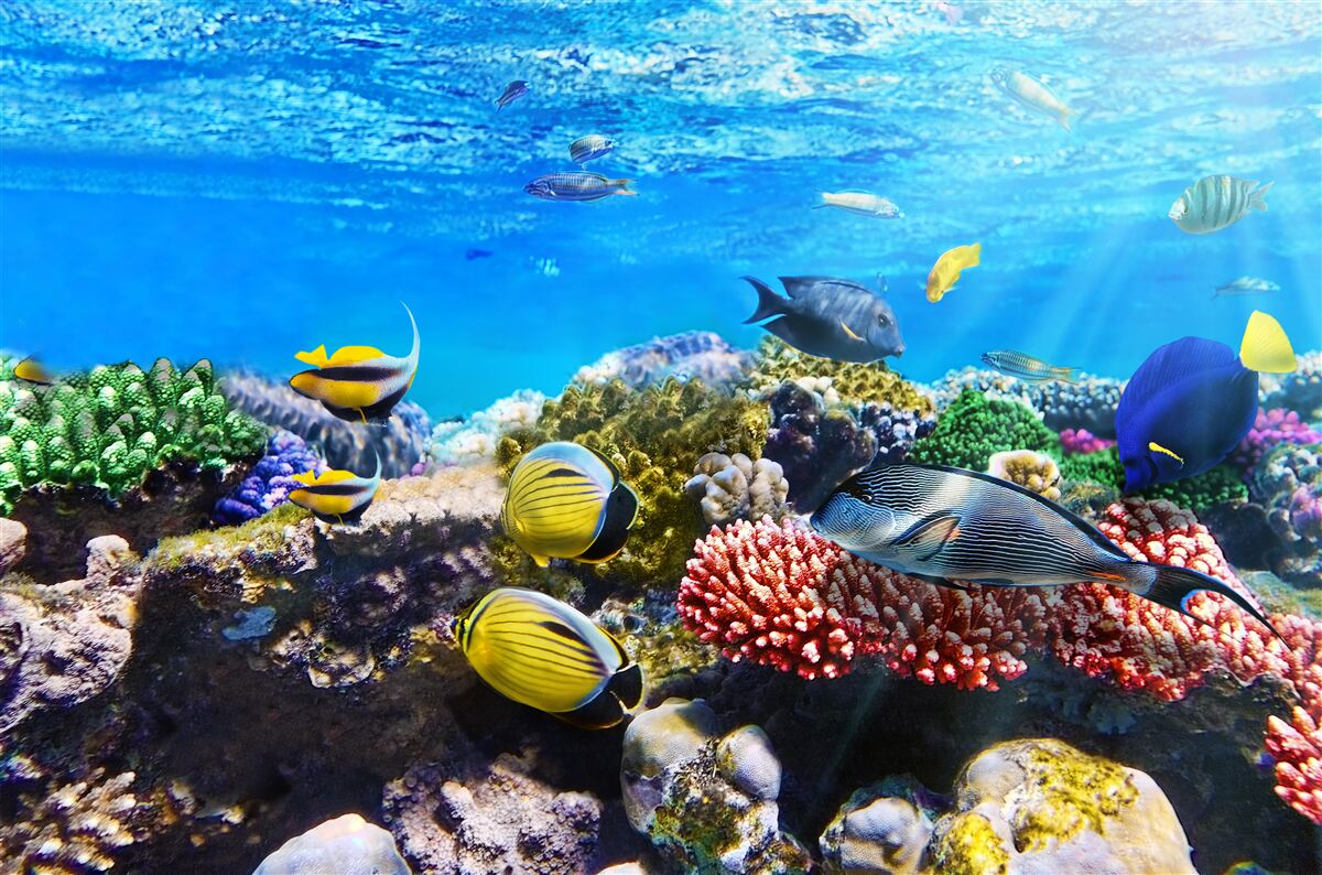 Fotobehang de wondere wereld van vissen onder water