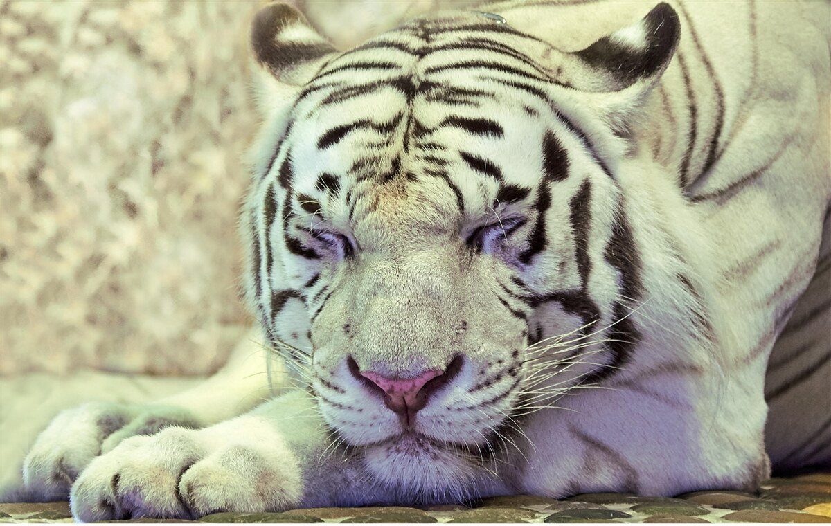 Fotobehang witte tijger in droomtoestand