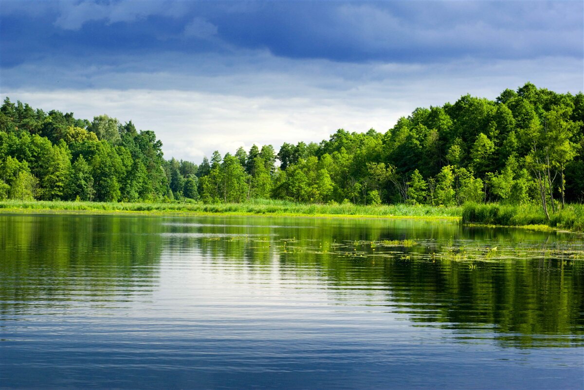 Fotobehang weelderig smaragdgroen bos bij een rustig waterlichaam
