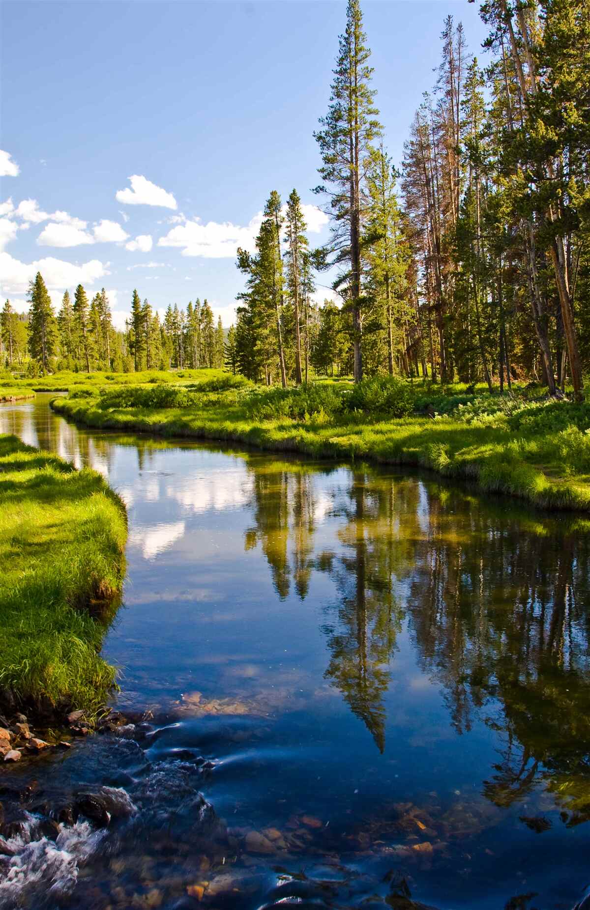 Fotobehang bosbeek tussen naaldbomen in de zomer