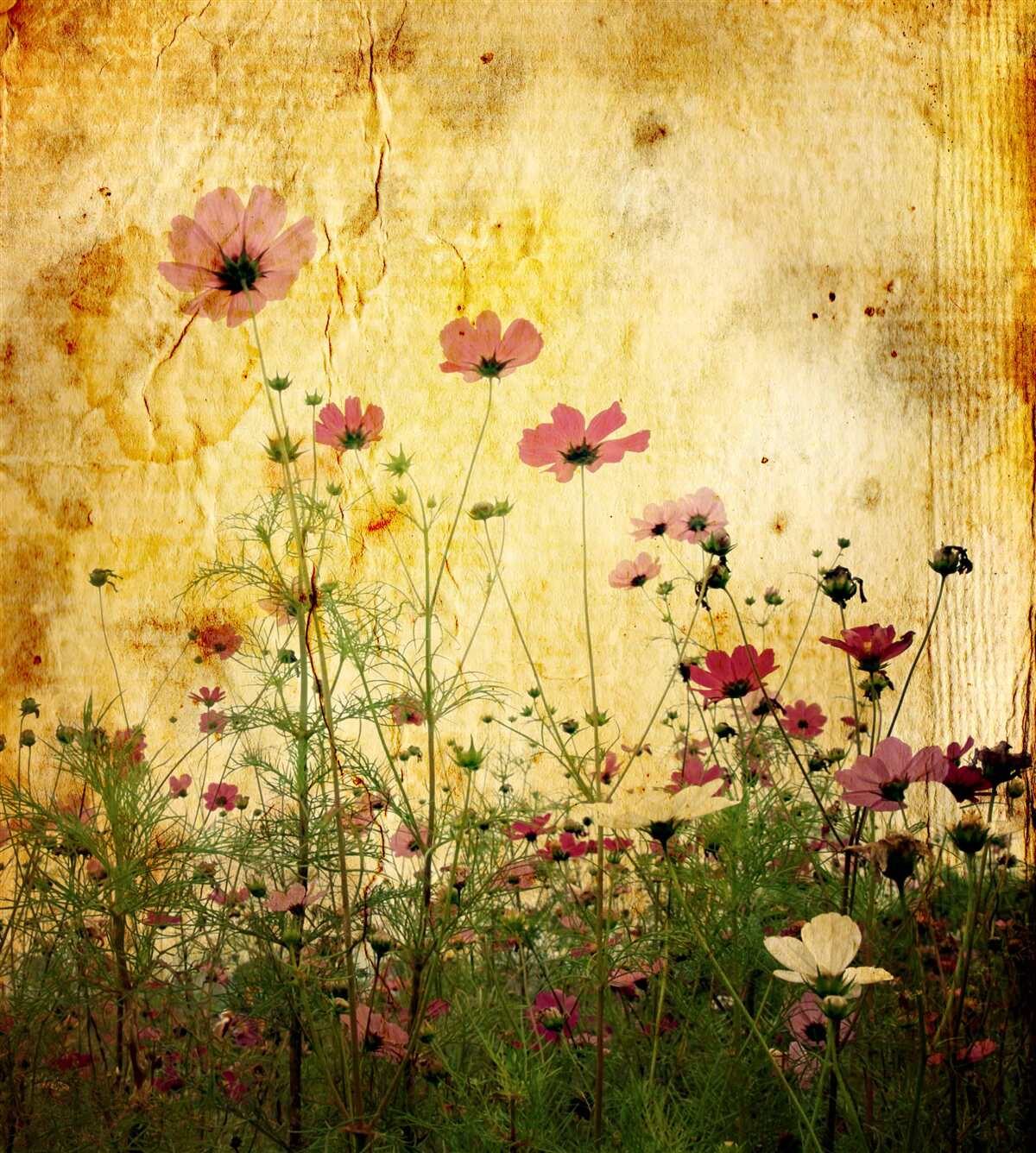 Fotobehang weide bezaaid met klaprozen