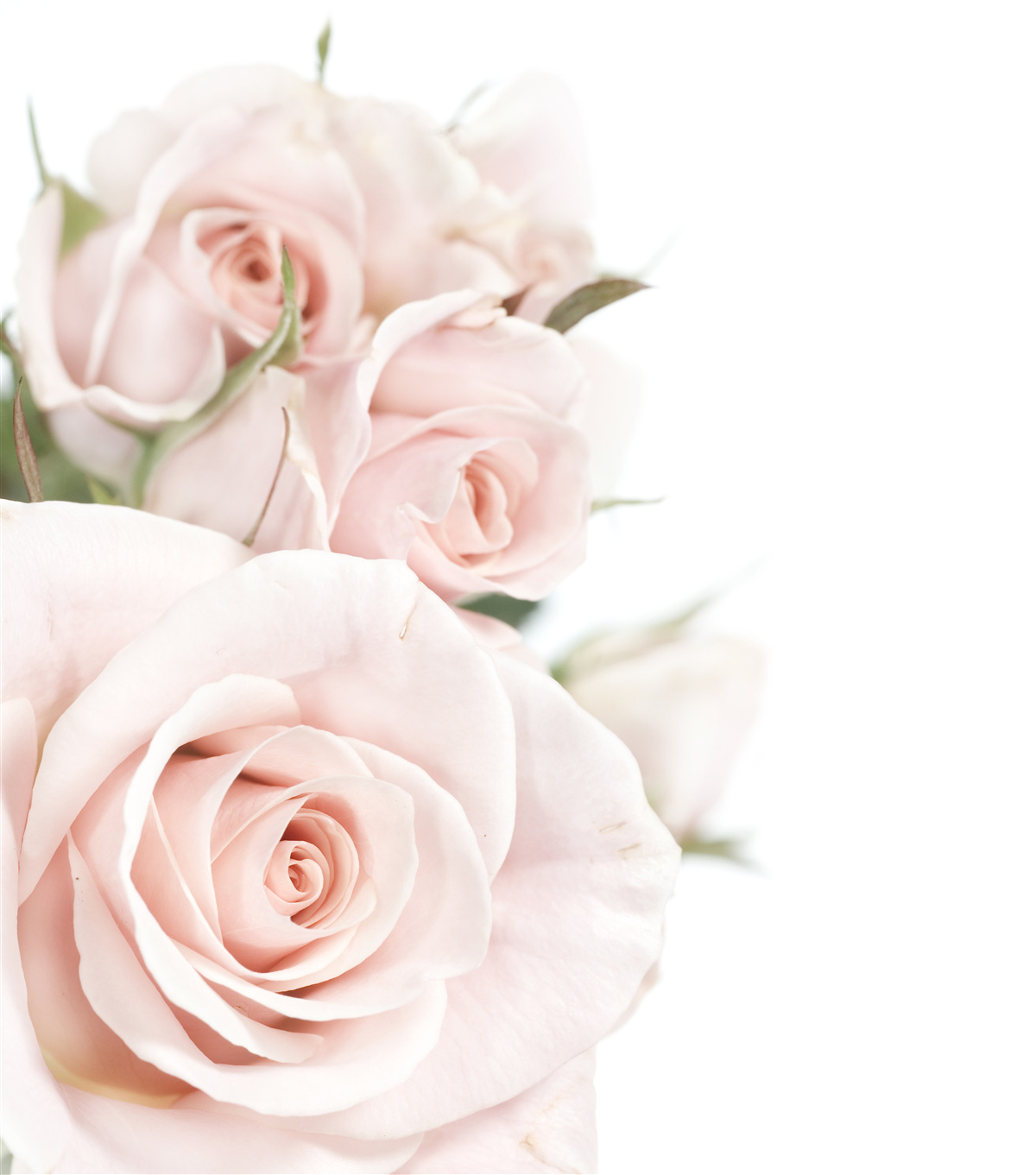 Fotobehang boeket van delicate rozen in lichte tinten