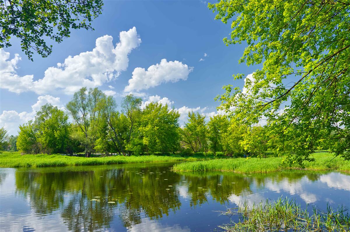 Fotobehang kalme wateren van de bosrivier
