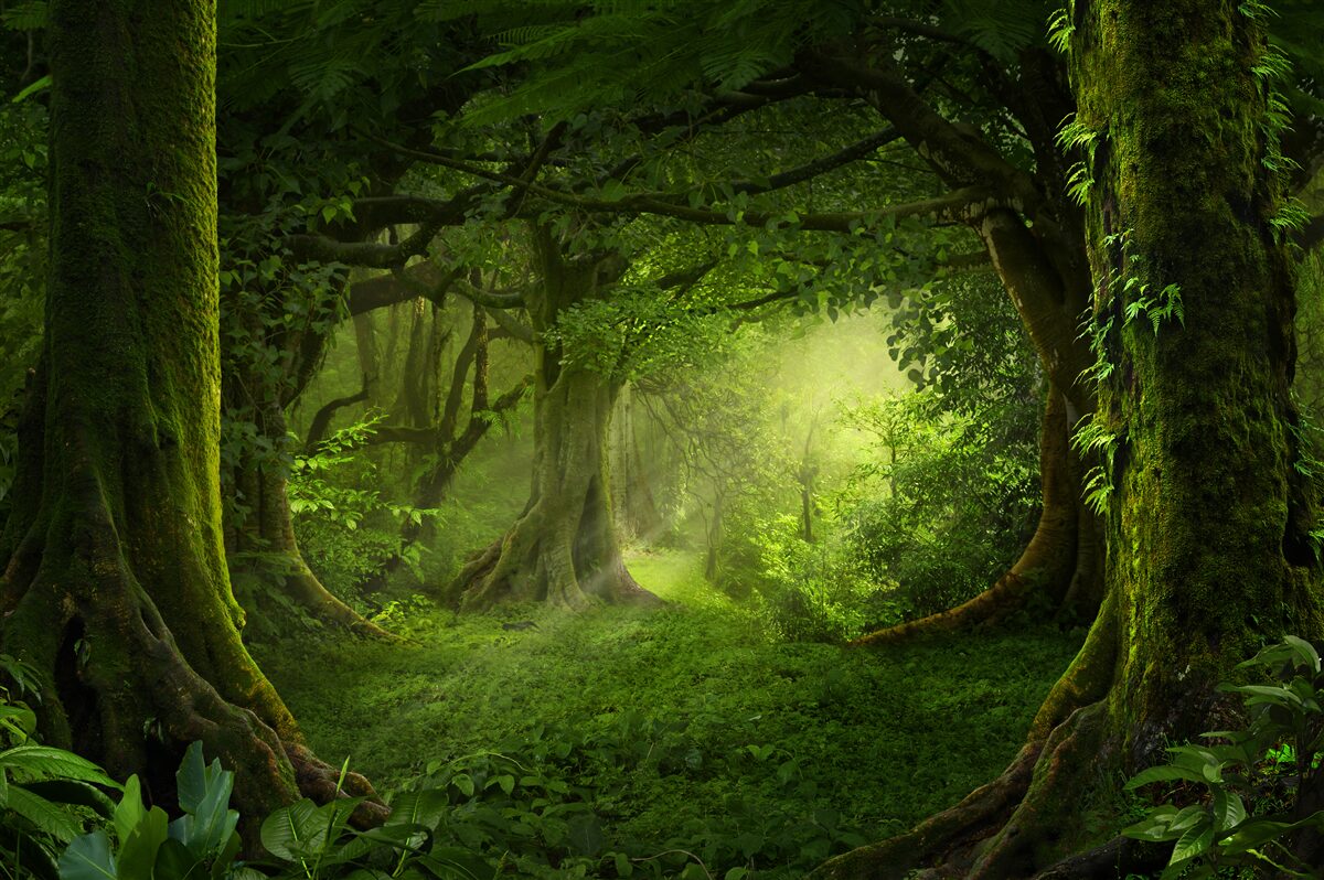 Fotobehang de zonnestralen dringen door de dichte bomen van het bos