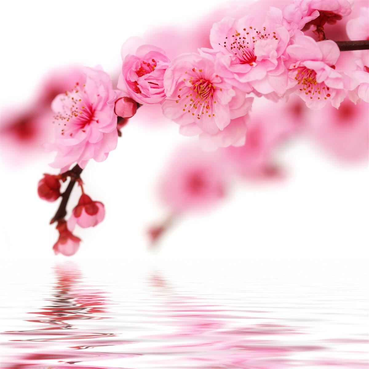 Fotobehang roze sakura tak ligt bij water