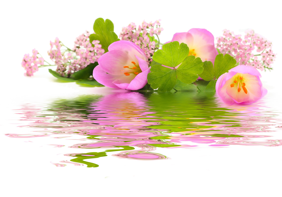 Fotobehang sierlijke compositie van roze bloemen op het wateroppervlak