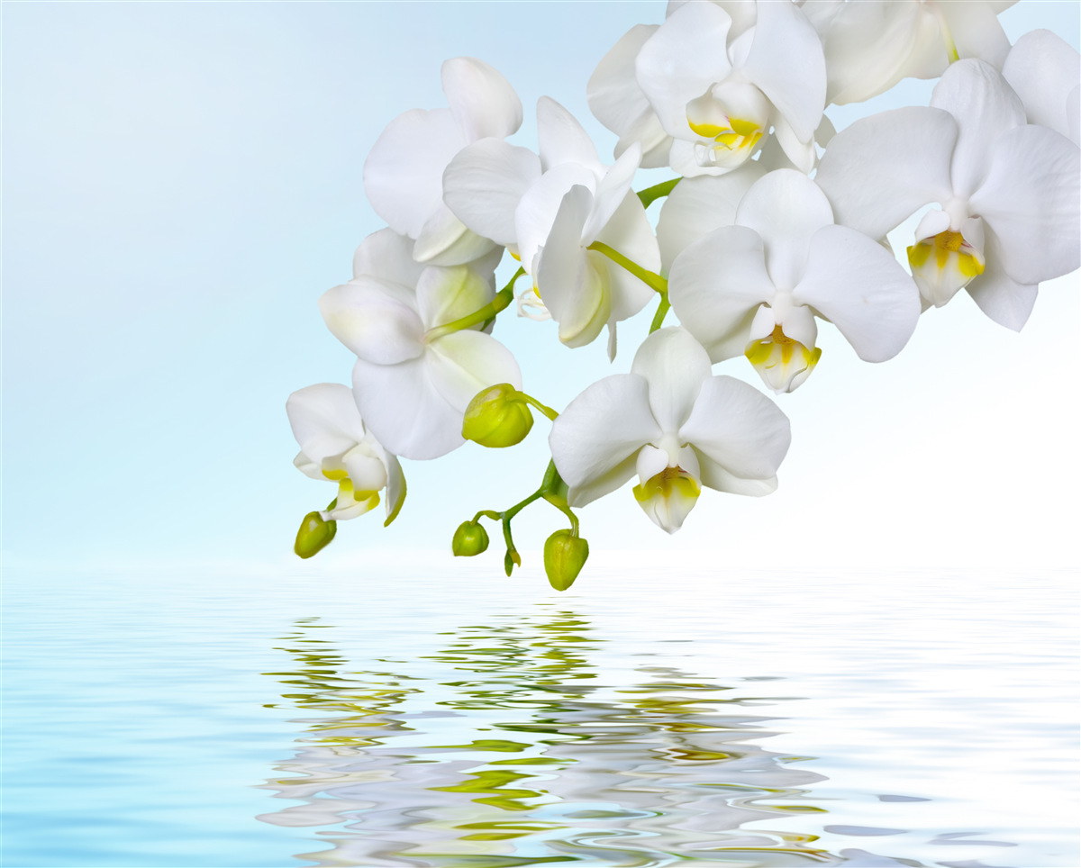 Fotobehang witte orchideeëntak bij rustig water